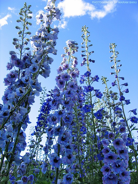 blue flowers are growing in the grass under a blue sky with white clouds above them