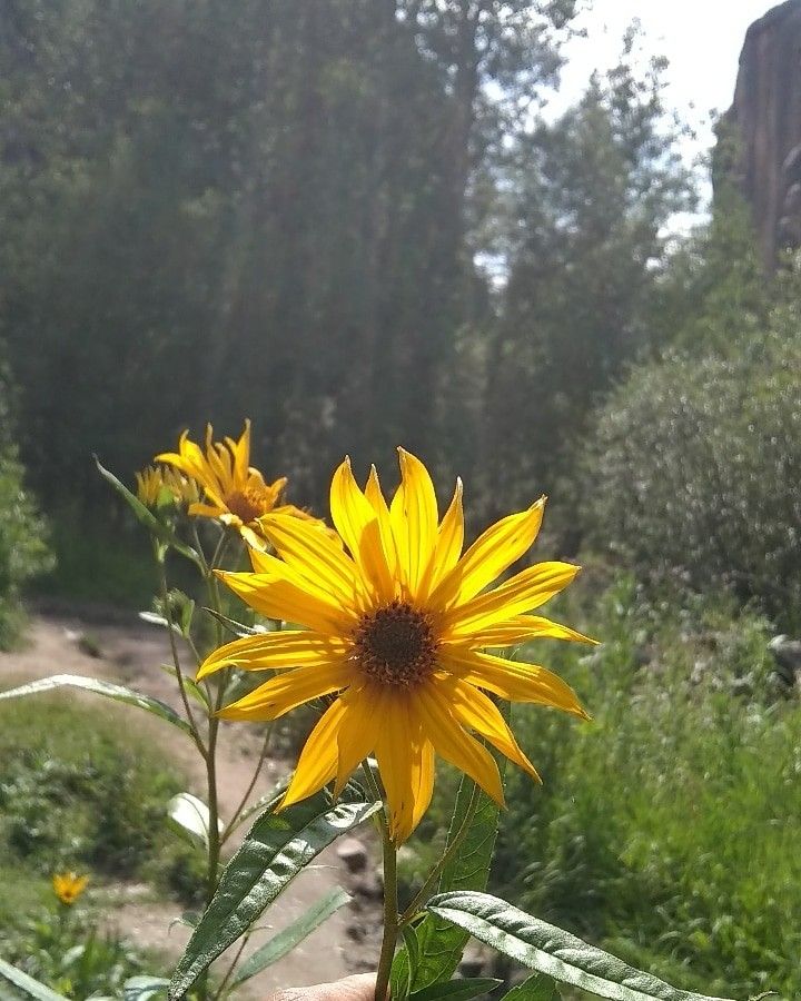 a hand holding a yellow flower in the middle of a field with trees behind it