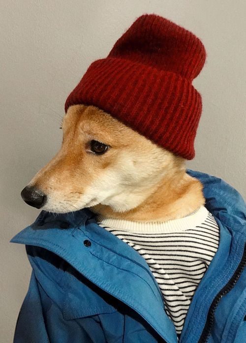 a dog wearing a red hat and jacket