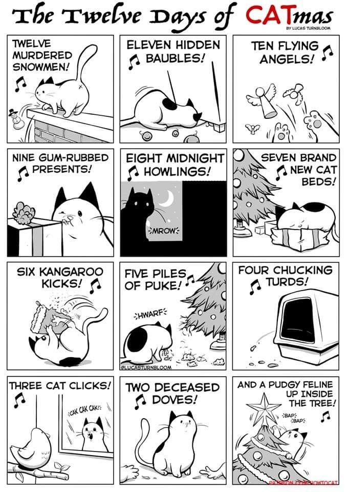 the twelve days of catmas comic strip shows cats in different stages of their lives