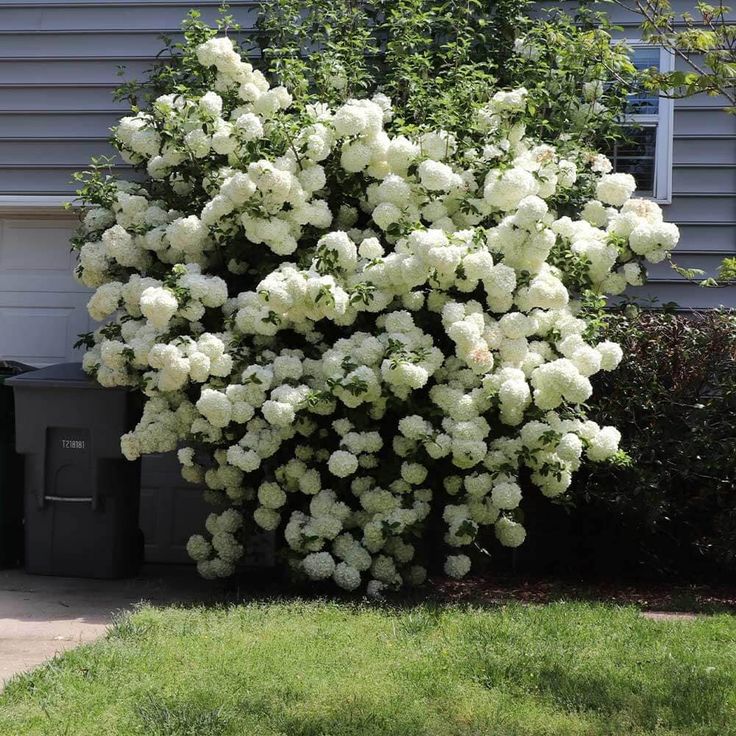 white flowers are blooming in front of a house