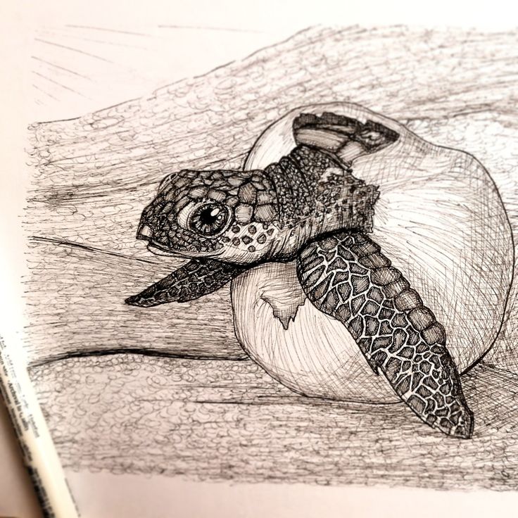 a pencil drawing of a sea turtle on a piece of wood with its mouth open