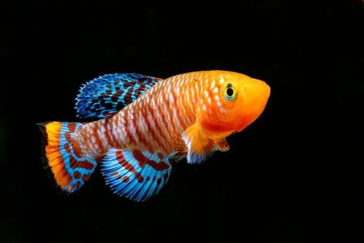 an orange and blue fish with black background