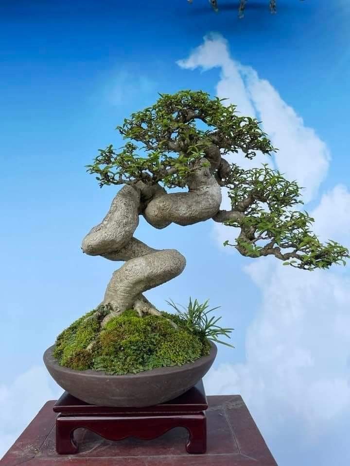 a bonsai tree in a pot on top of a wooden stand with blue sky and clouds behind it