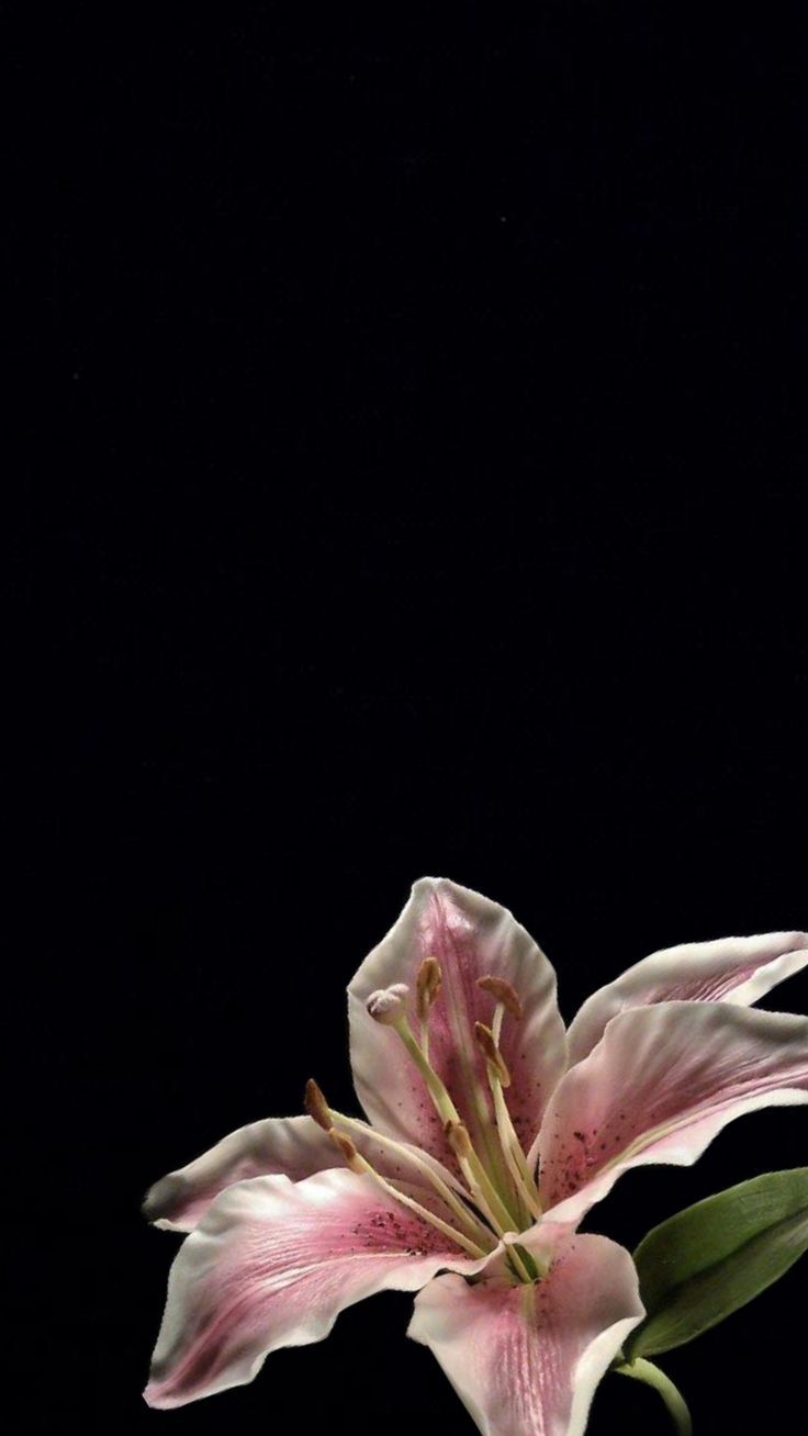 uwu Wallpaper Flowers Aesthetic, Black Flowers Wallpaper, Bible Wallpaper, Flowers Black Background, Lily Wallpaper, Pink Flowers Wallpaper, Verse Wallpaper, Wallpaper Homescreen, Verses Wallpaper