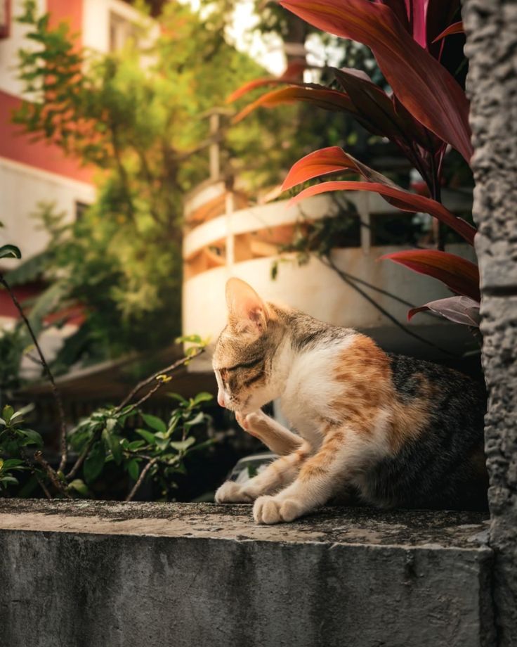 a cat sitting on top of a cement wall next to plants and trees in front of a building