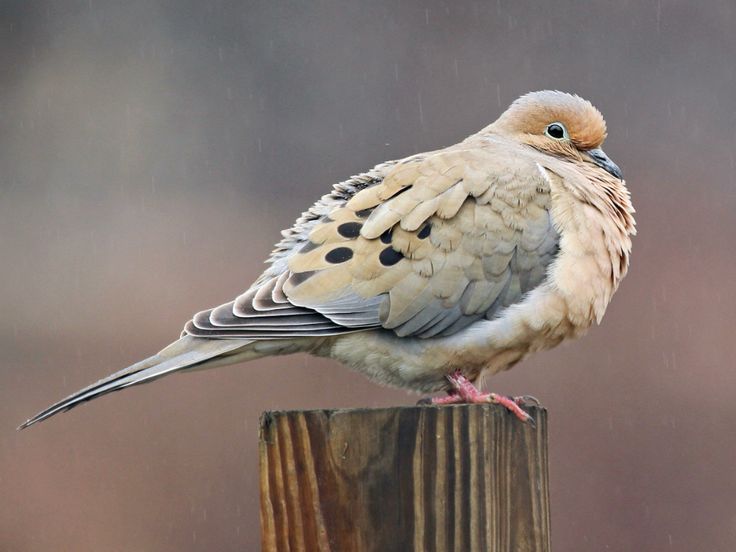 a bird sitting on top of a wooden post