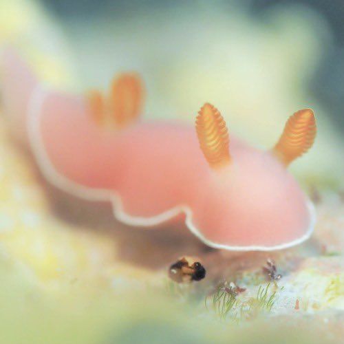 an orange and white slug sitting on top of a sandy ground next to other small animals