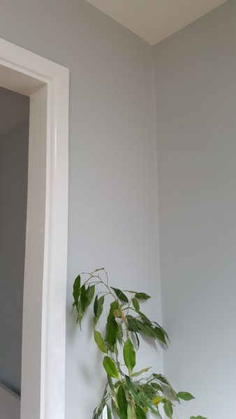 a potted plant sitting on top of a wooden table next to a white door