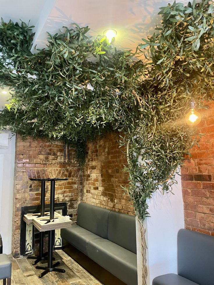 an olive tree is growing in the corner of a room with couches and tables