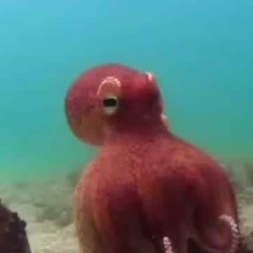 an octopus in the water with its head turned to look like it is looking at something