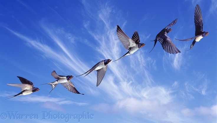 four birds flying in the air with their wings spread out and one bird has it's beak open