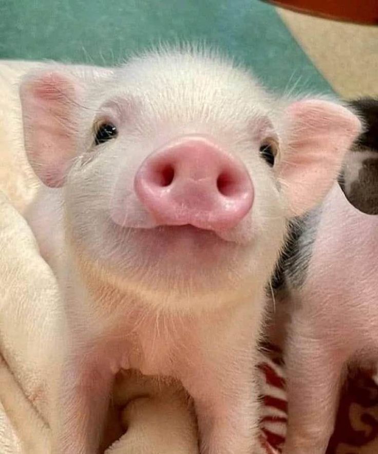 two small pigs sitting next to each other on top of a blanket and looking at the camera