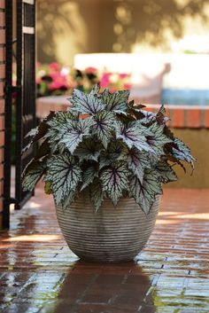 a potted plant sitting on top of a brick patio