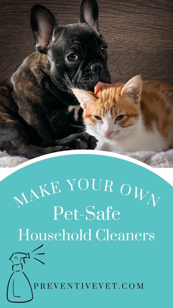 Cute French bulldog puppy licking a ginger and white cat with text that reads "Make Your Own Pet-Safe Household Cleaners" linked to preventivevet.com Pet Safe Cleaner Diy, Diy Pet Cleaner, Diy Pet Friendly Floor Cleaner, Pet Safe Floor Cleaner Diy, Diy Fabric Refresher Spray Pet Safe, Pet Friendly Floor Cleaner, Pet Friendly Cleaning Products, Pet Safe Cleaning Products, Pet Safe Floor Cleaner