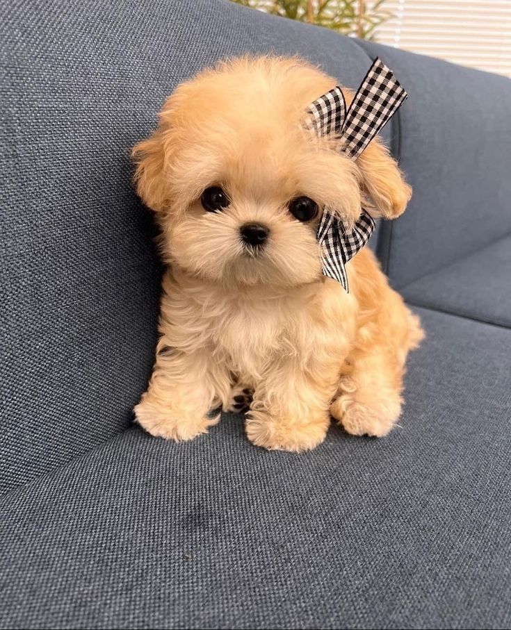 a small brown dog sitting on top of a blue couch