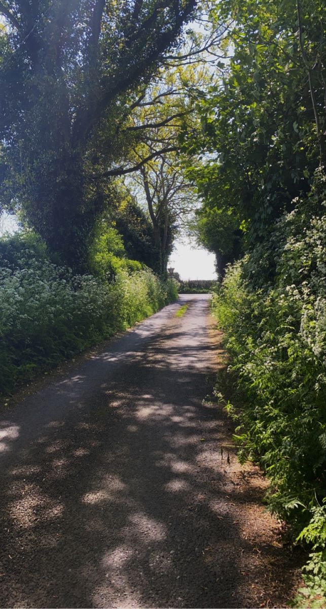 an empty road surrounded by trees and bushes