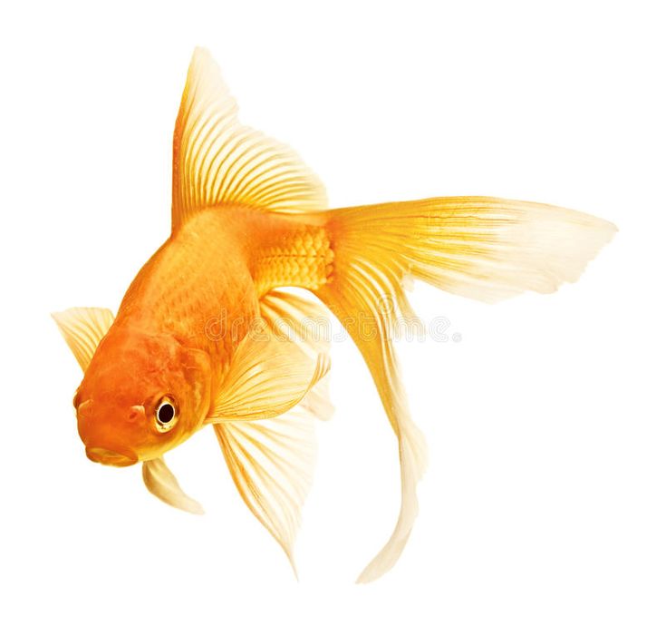 an orange goldfish on white background