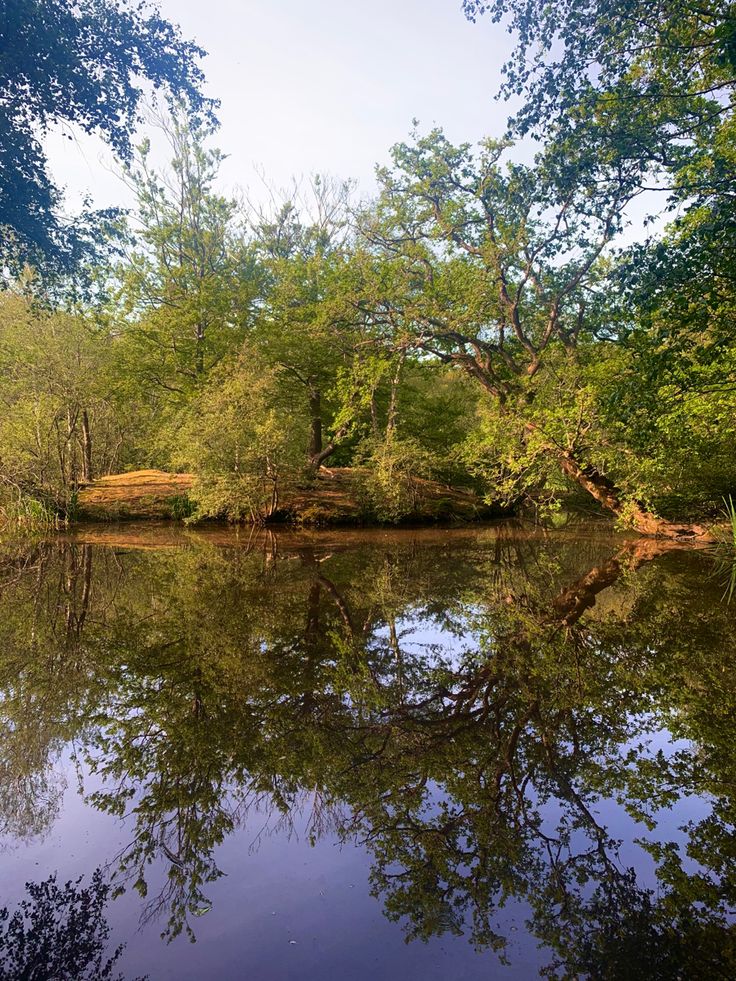 the trees are reflected in the still water