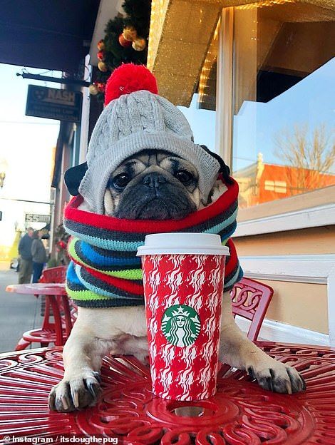 a pug dog wearing a hat and scarf sitting at a table with a starbucks cup