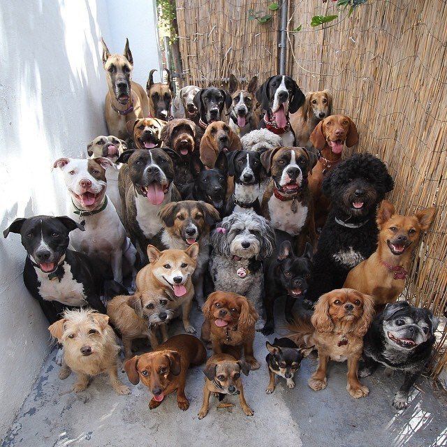 a bunch of dogs that are standing in front of a wall with the caption how many kids do you want to have?