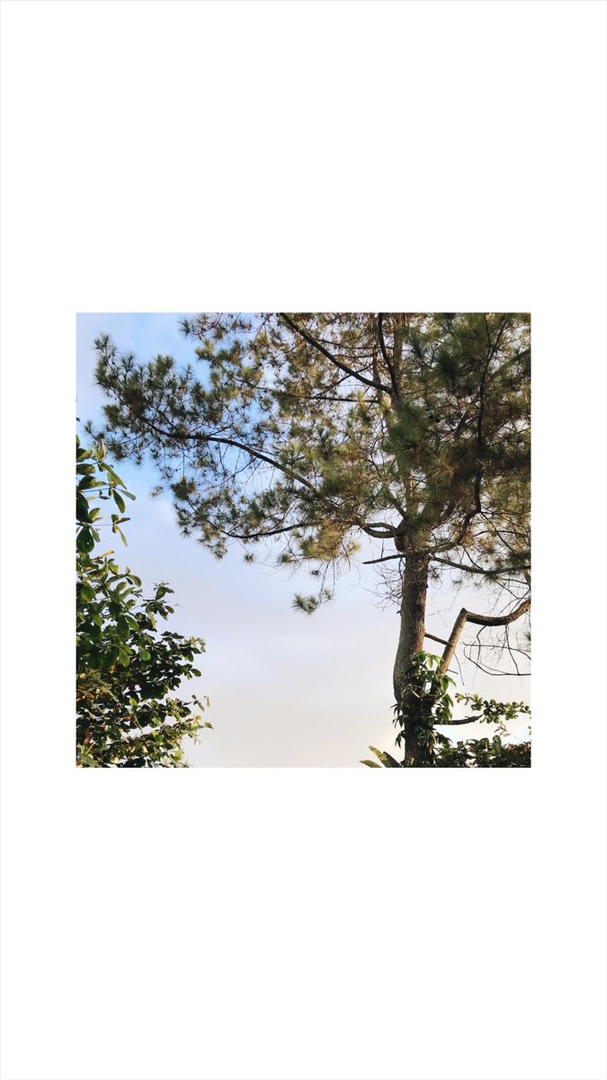 an image of a tree with no leaves on it