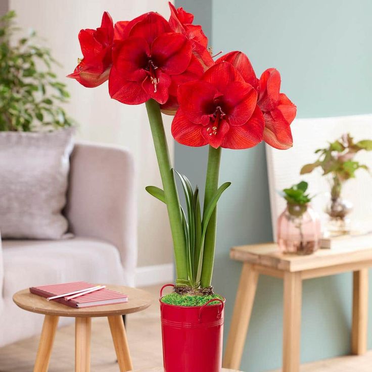 red flowers are in a pot on the table