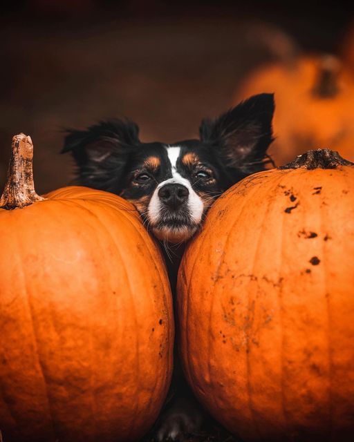 a small dog peeking out from between two pumpkins