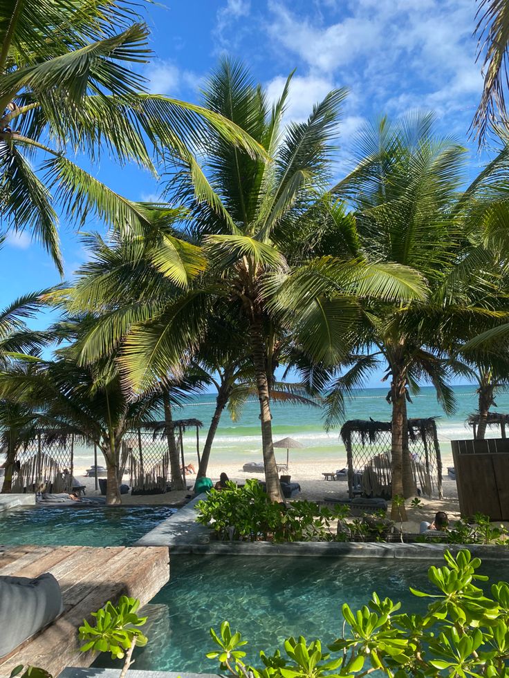 palm trees line the beach in front of a pool