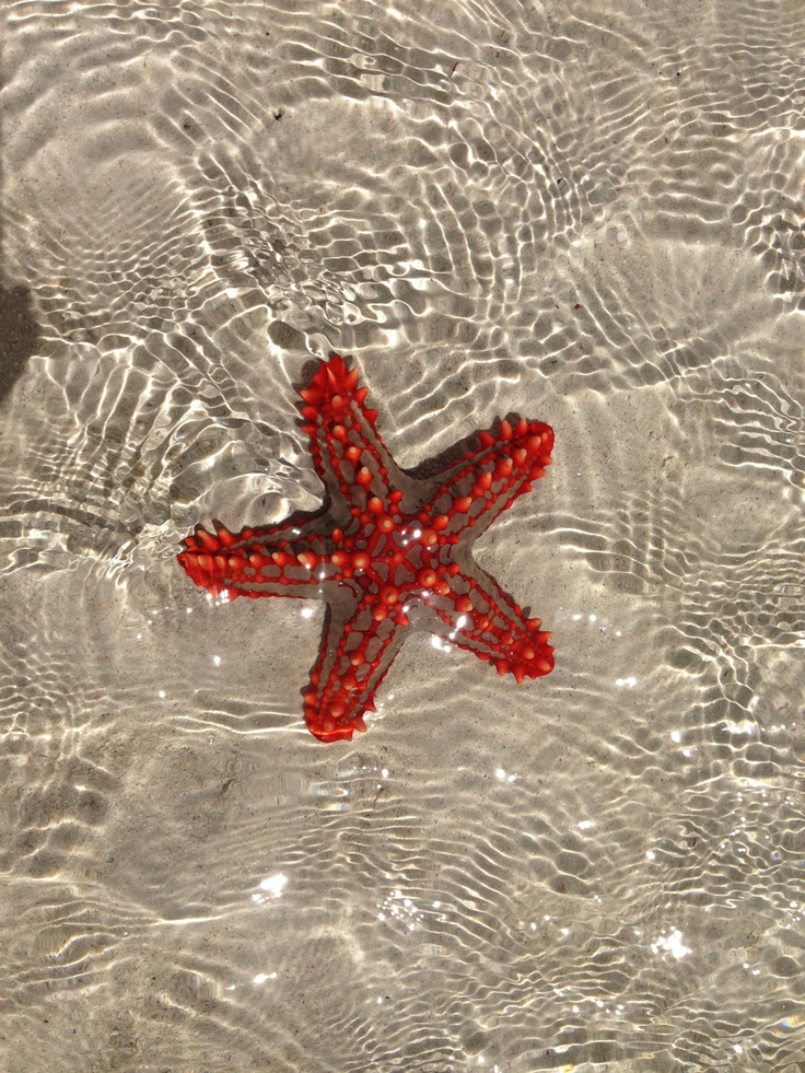 a red starfish floating on top of a body of water