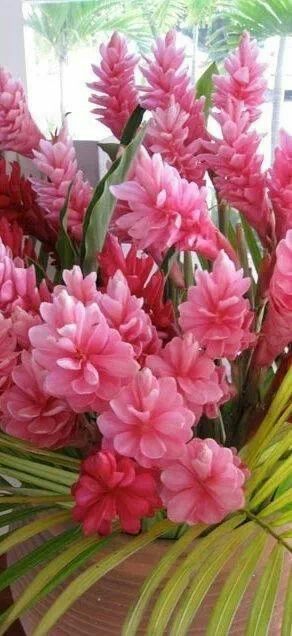 pink flowers are in a pot on the table