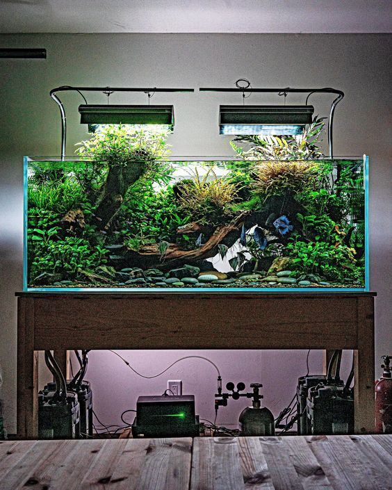 an aquarium with plants in it sitting on top of a wooden table