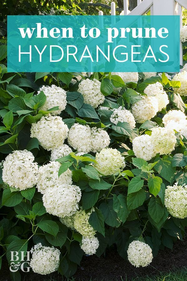 white hydrangeas in the garden with text overlay that reads when to prune hydra