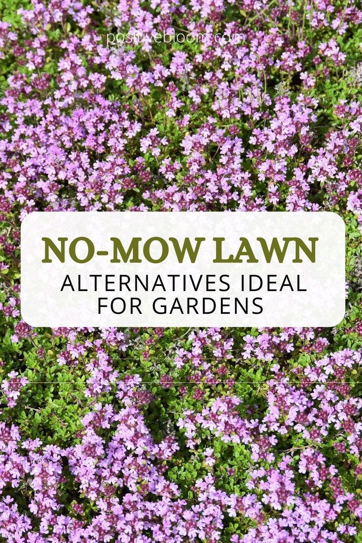 Are you tired of constantly mowing your lawn? If so, then check out these no-mow lawn alternatives that can spruce up your yard with minimal to no effort! Ground Cover Plants Shade, Perennial Garden Design, Curb Appeal Garden, Grass Alternative, No Mow Grass, Lawn Alternatives, Grass Flower, Garden Greenhouse, Low Maintenance Garden