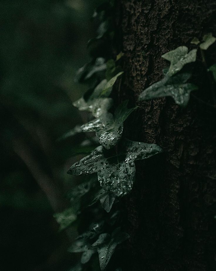 green leaves growing on the side of a tree in the dark, with water droplets falling from it