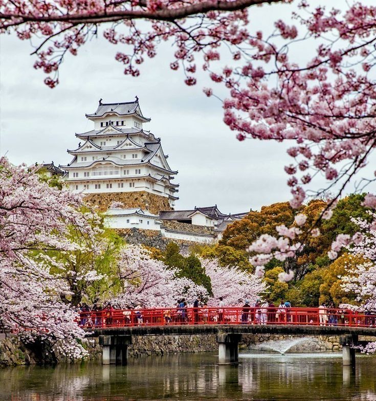 people walking across a bridge over a river with cherry blossom trees in the foreground