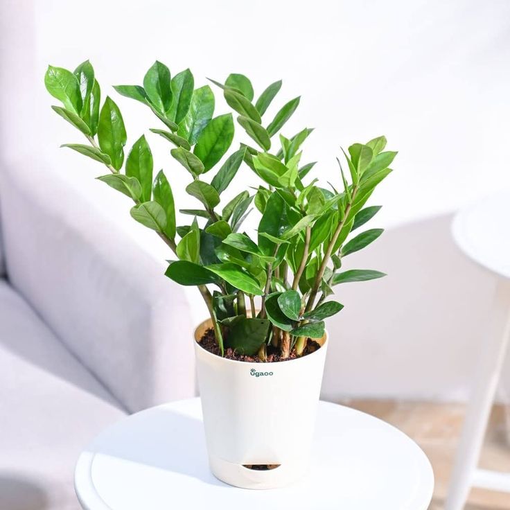 a small potted plant sitting on top of a table next to a white chair