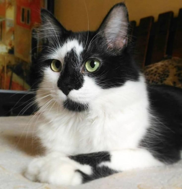 a black and white cat laying on top of a bed