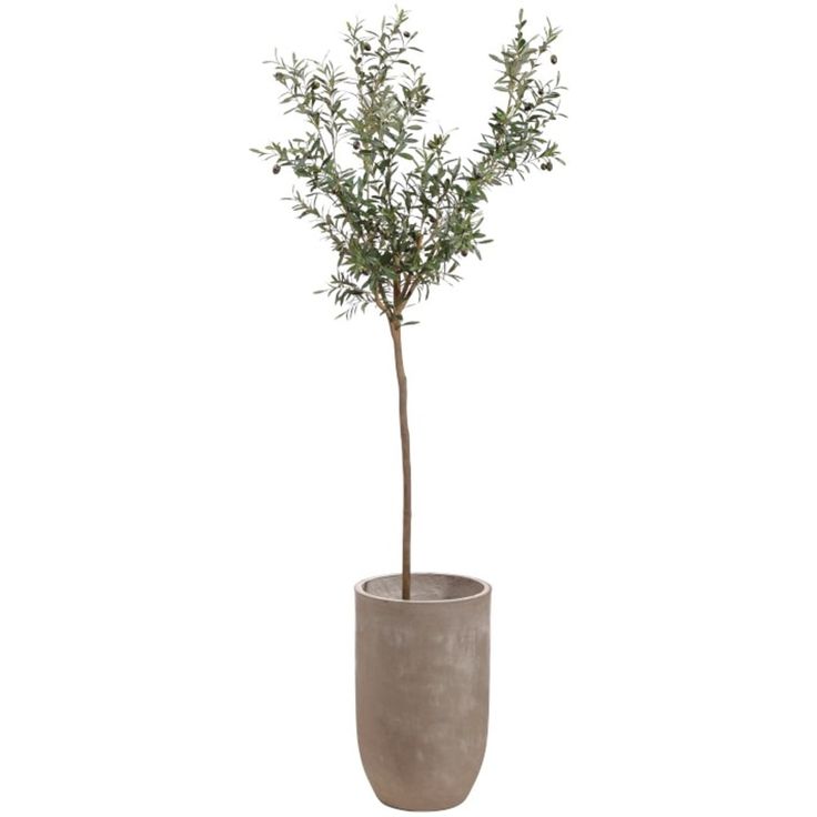 an olive tree in a cement pot