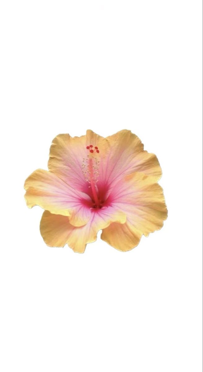 a pink and yellow flower on a white background