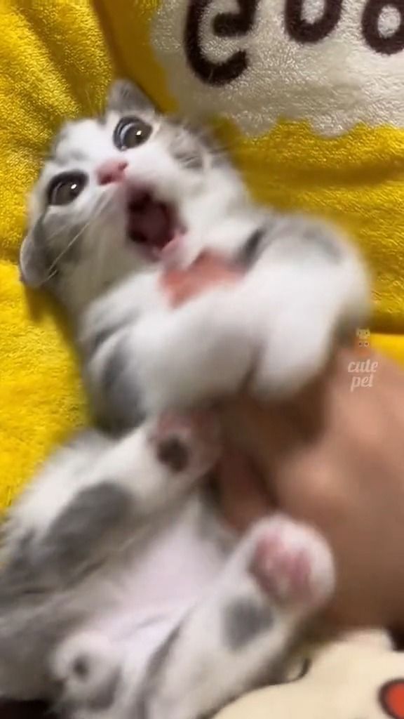 a person holding a kitten in their hand