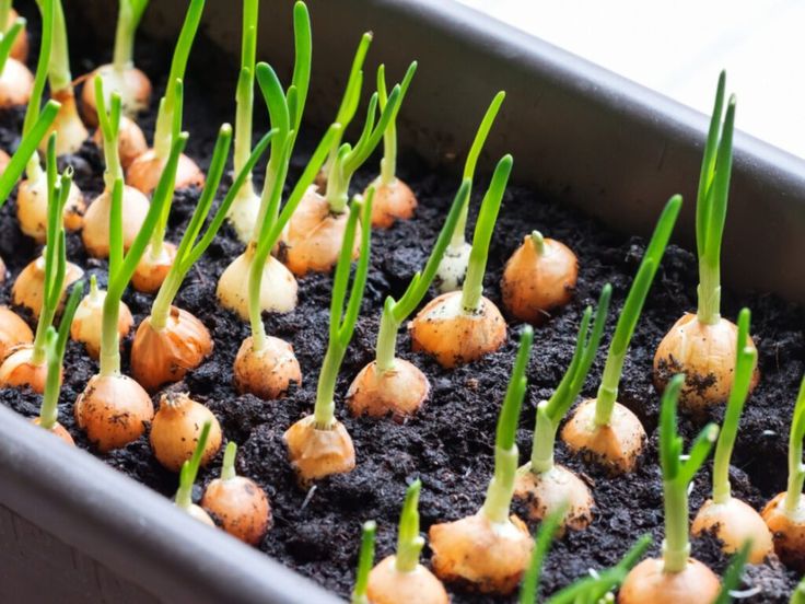 small sprouts are growing from the soil