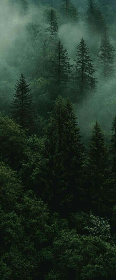 foggy forest with trees in the foreground