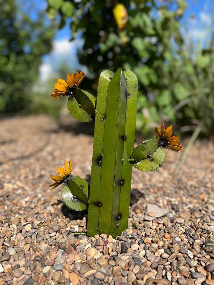 a green cactus with yellow flowers sitting on gravel