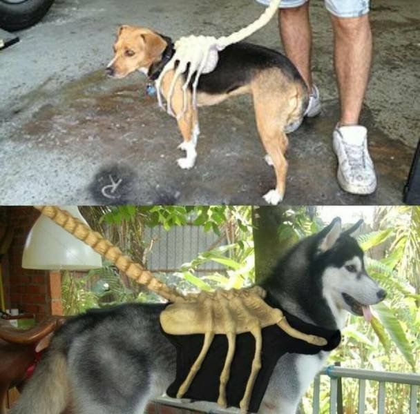 two pictures side by side one with a dog and the other has a skeleton on it's back