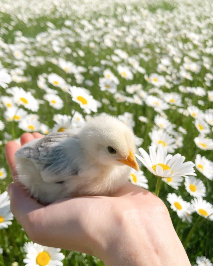 a person holding a small white bird on their hand in a field of daisies