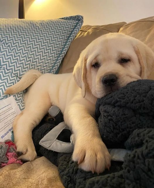 a puppy laying on top of a pile of blankets