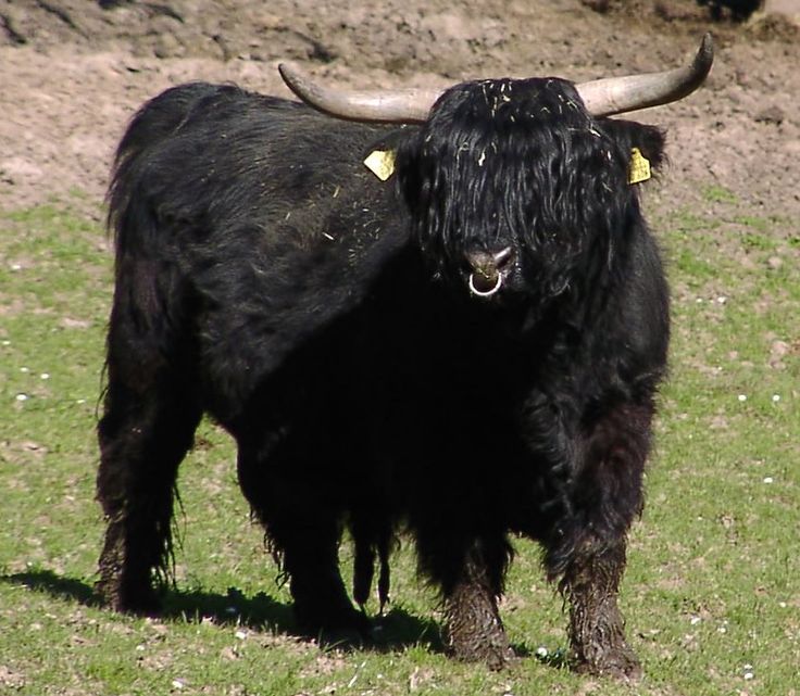 a large black bull standing on top of a lush green field