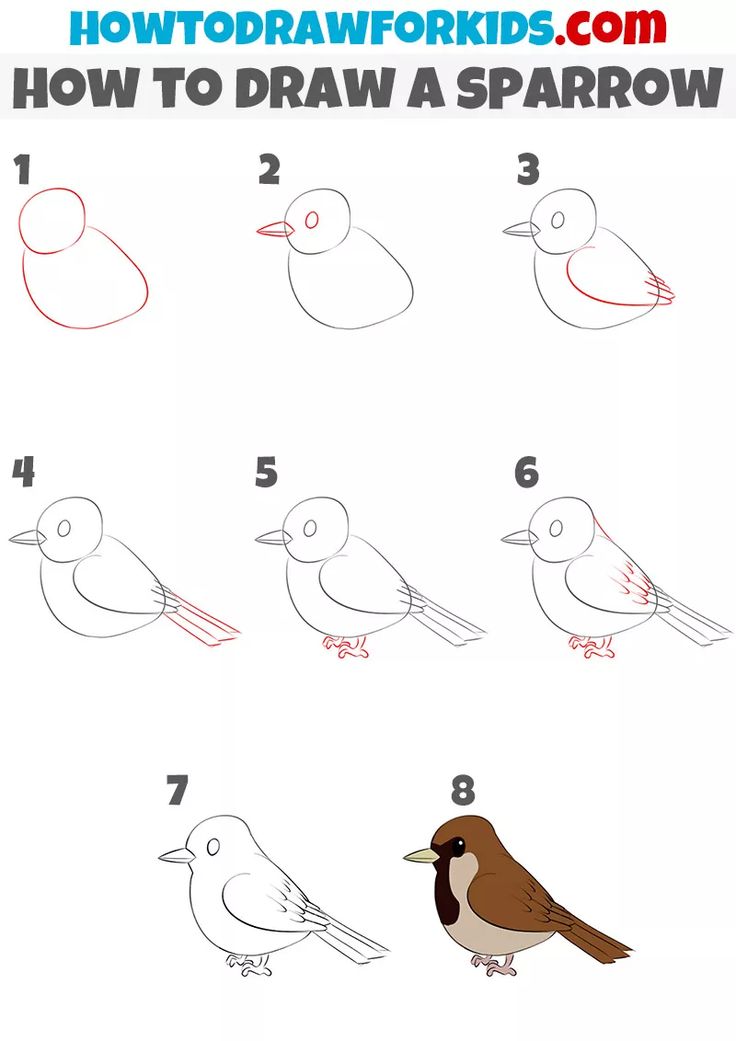 how to draw a sparrow bird step by step instructions for kids and beginners with pictures