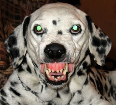 a dalmatian dog with its mouth open and green eyes looking at the camera